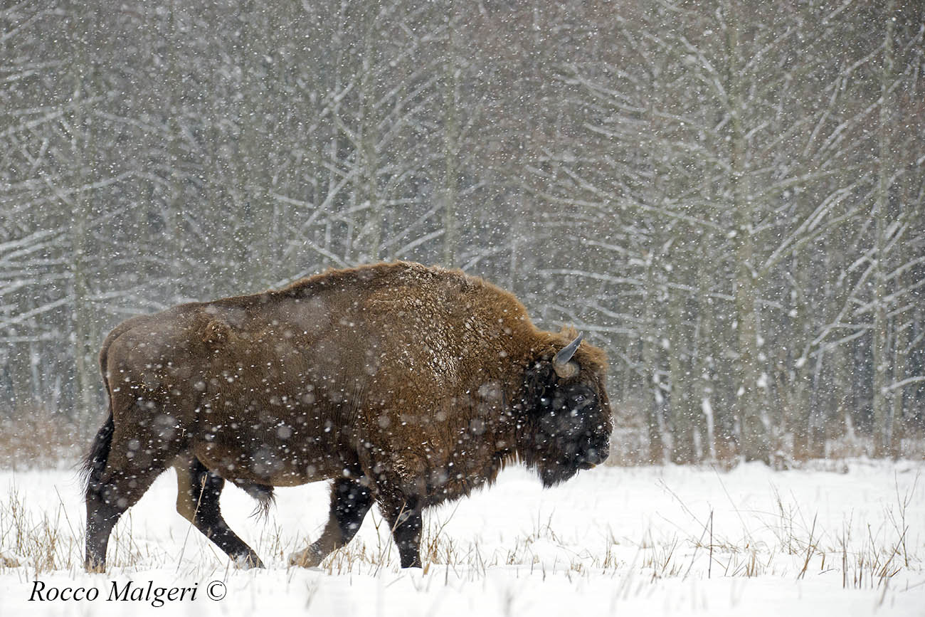 European bison