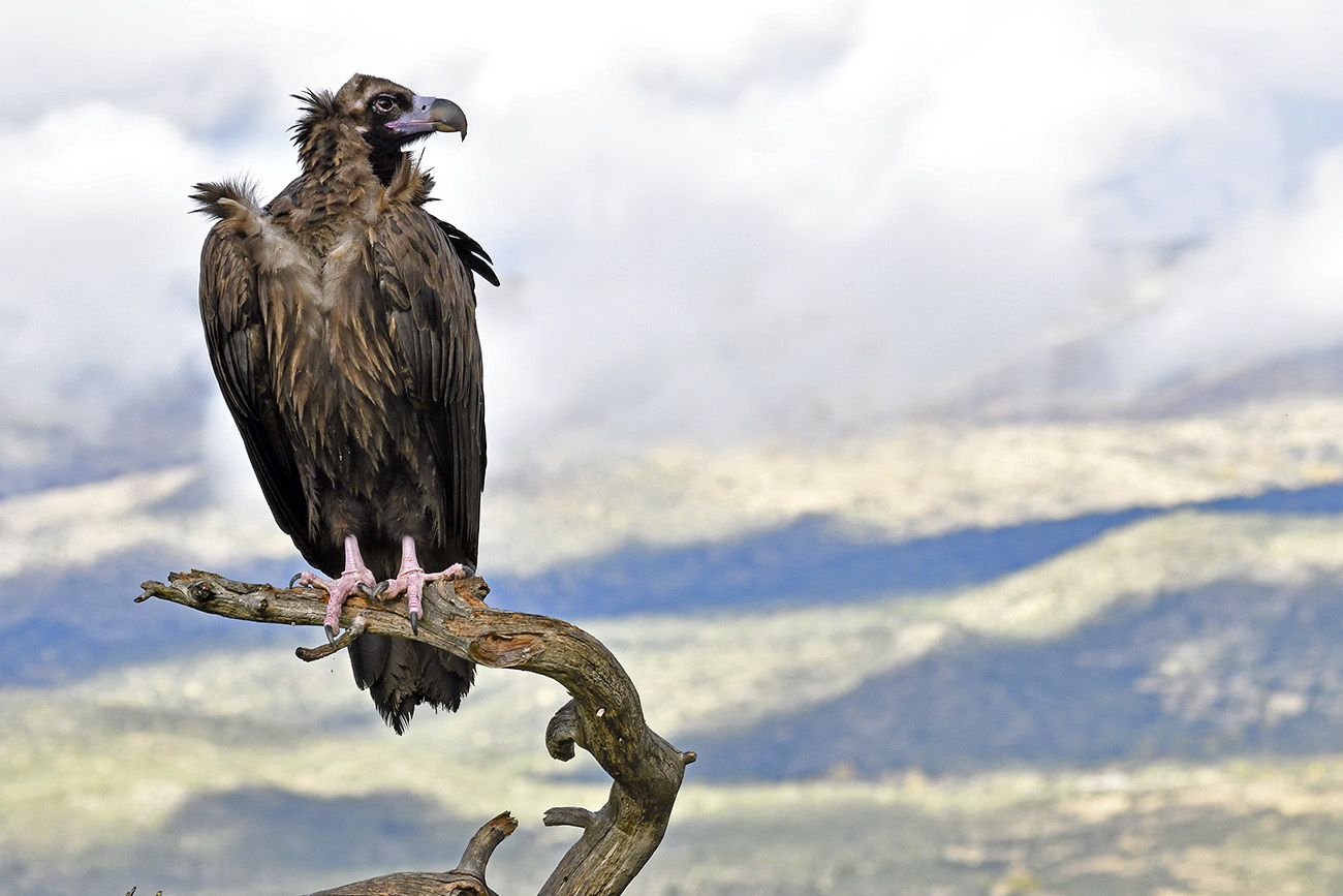 Monk vulture