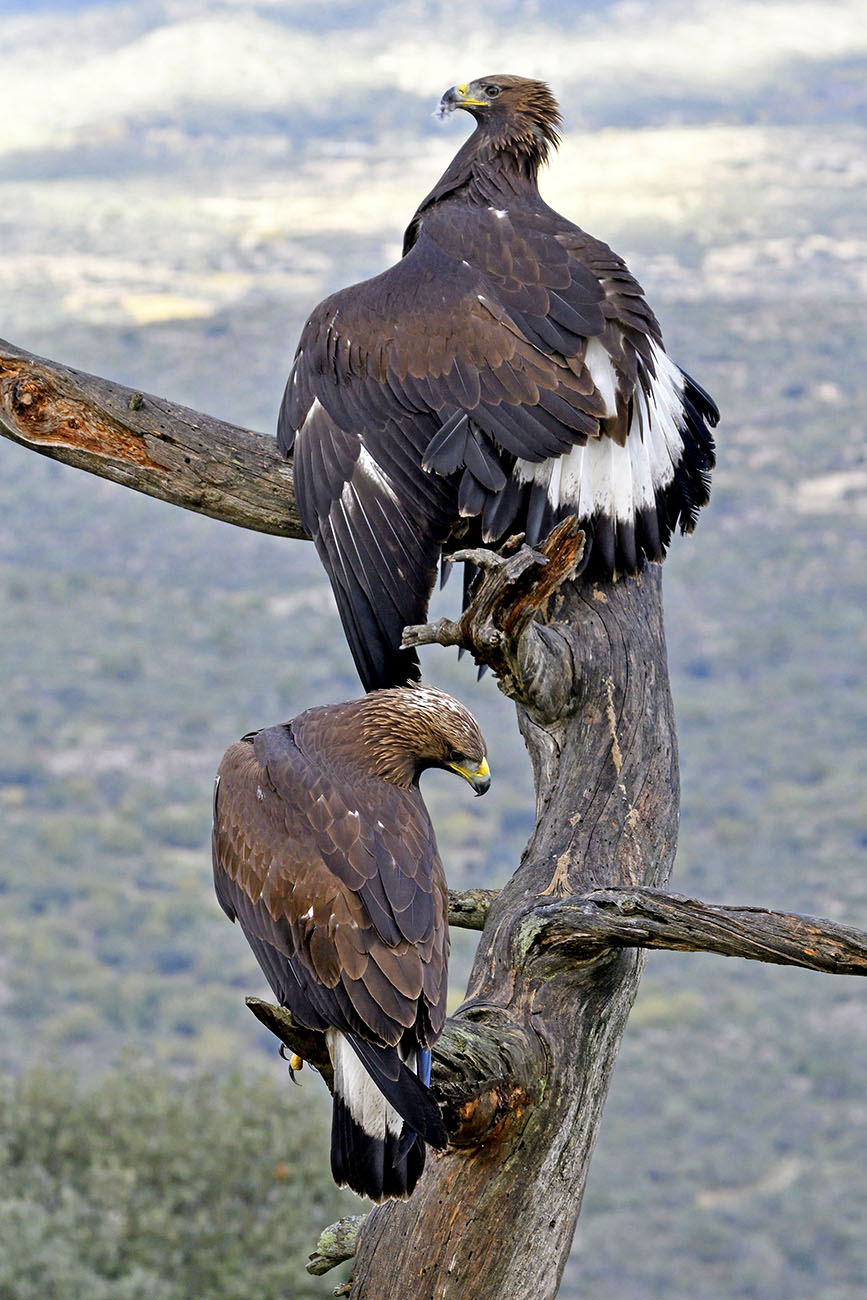 Golden Eagle Spain