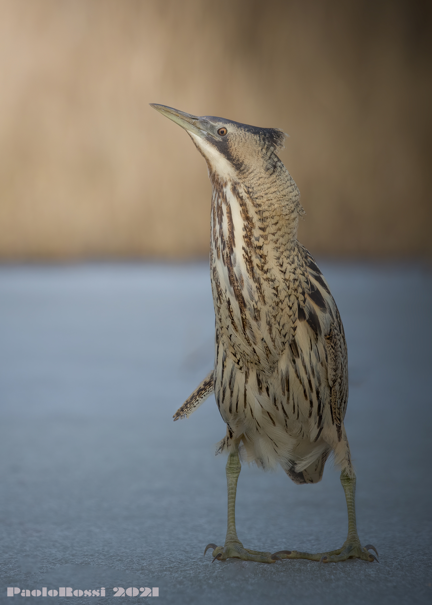 Bittern on ice...