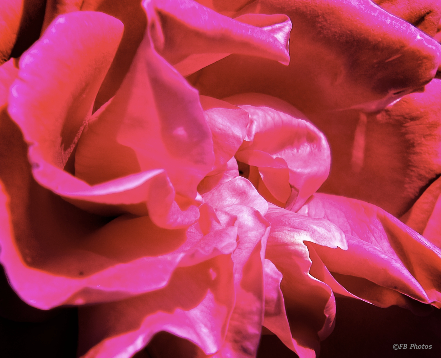 Nei petali di una rosa