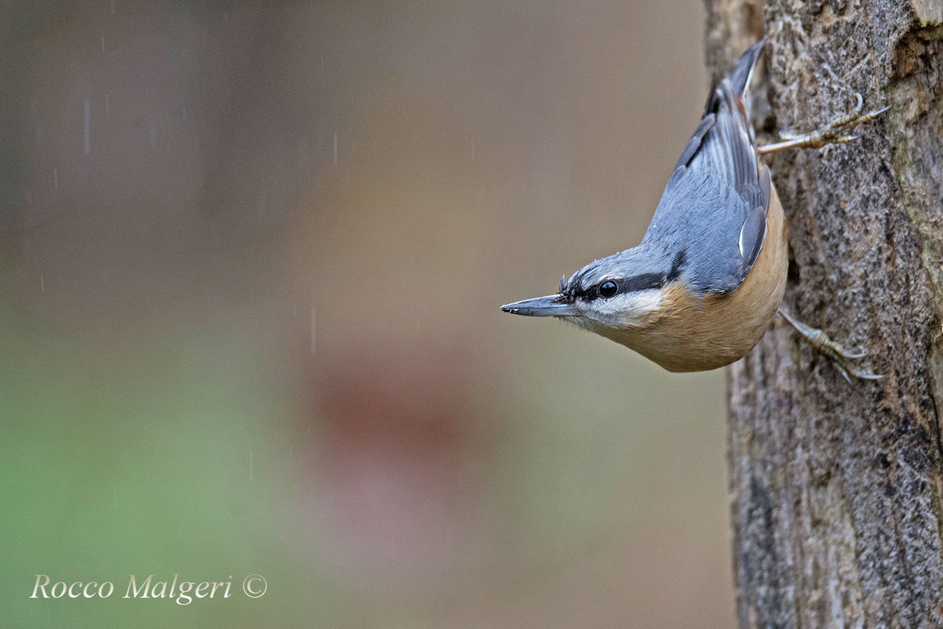 Wood nuthatch