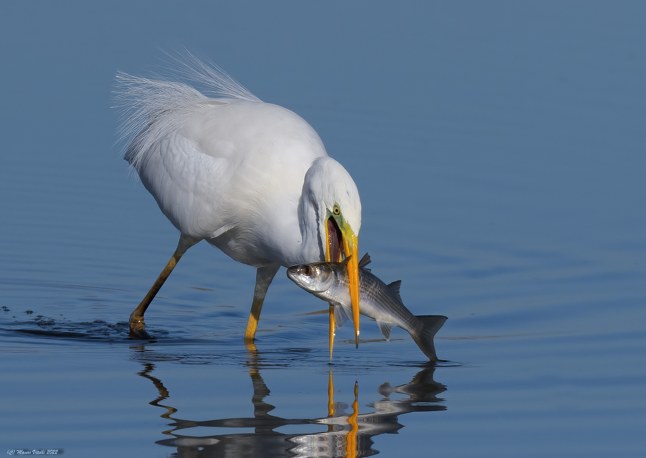 Great White Heron (Casmerodius albus)