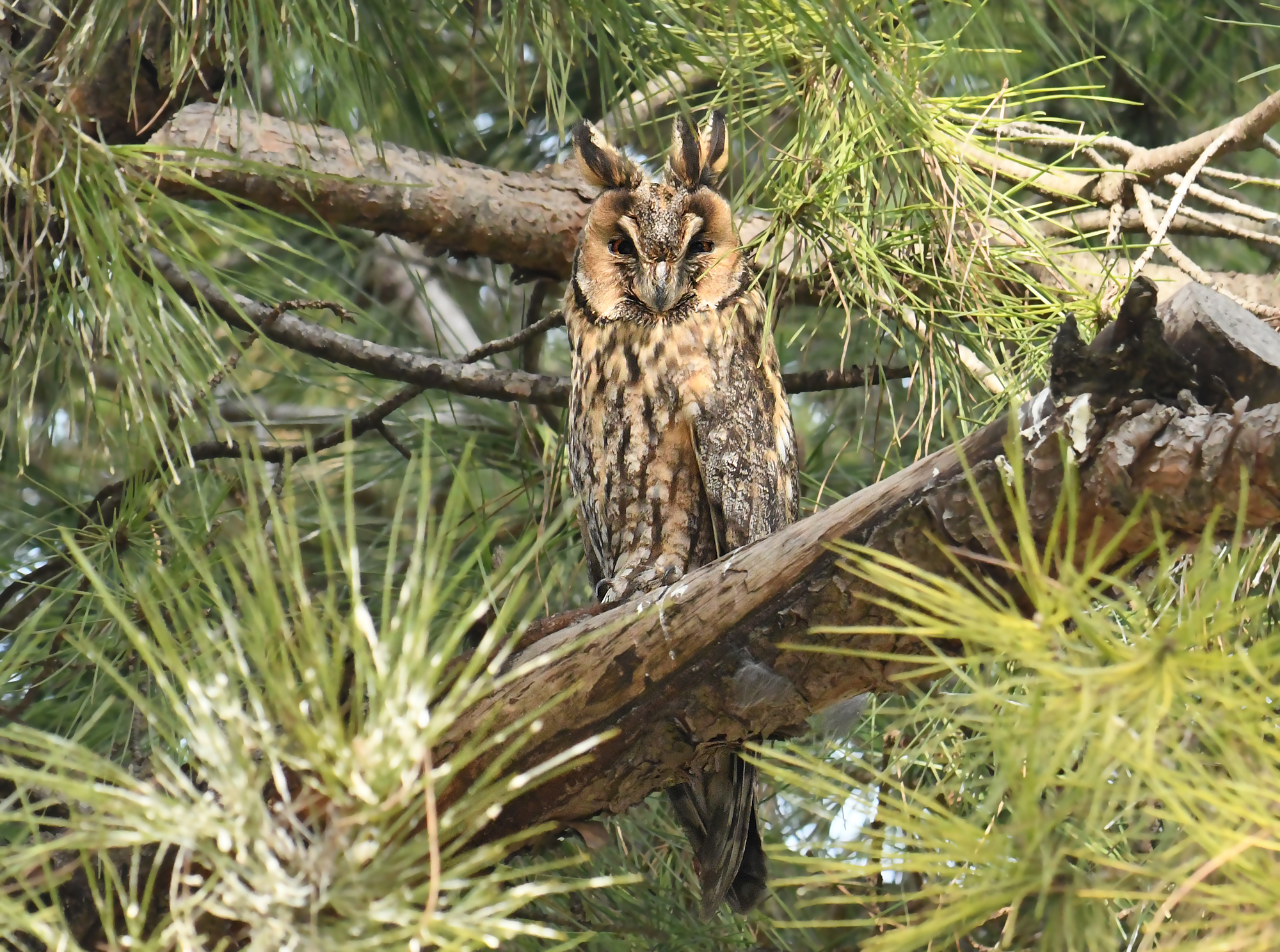 LONG-EARED OWL