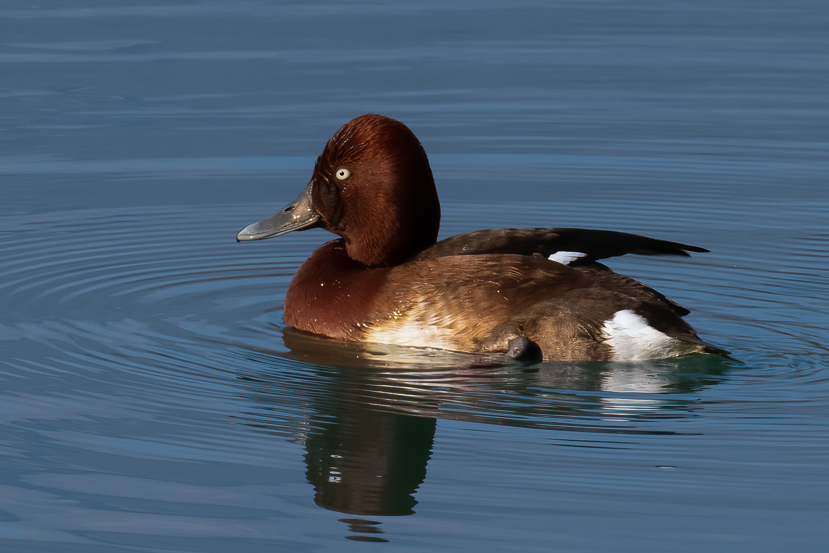 Ferruginous duck