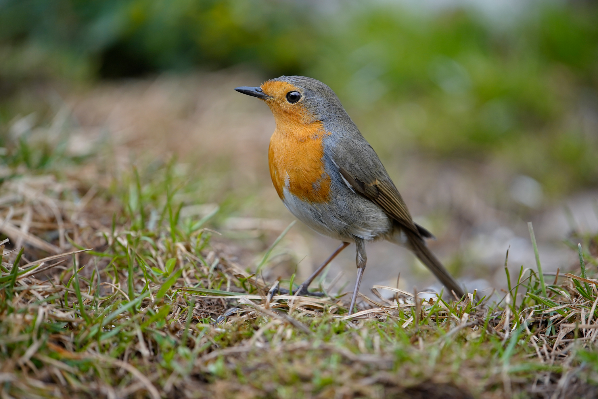 Robin