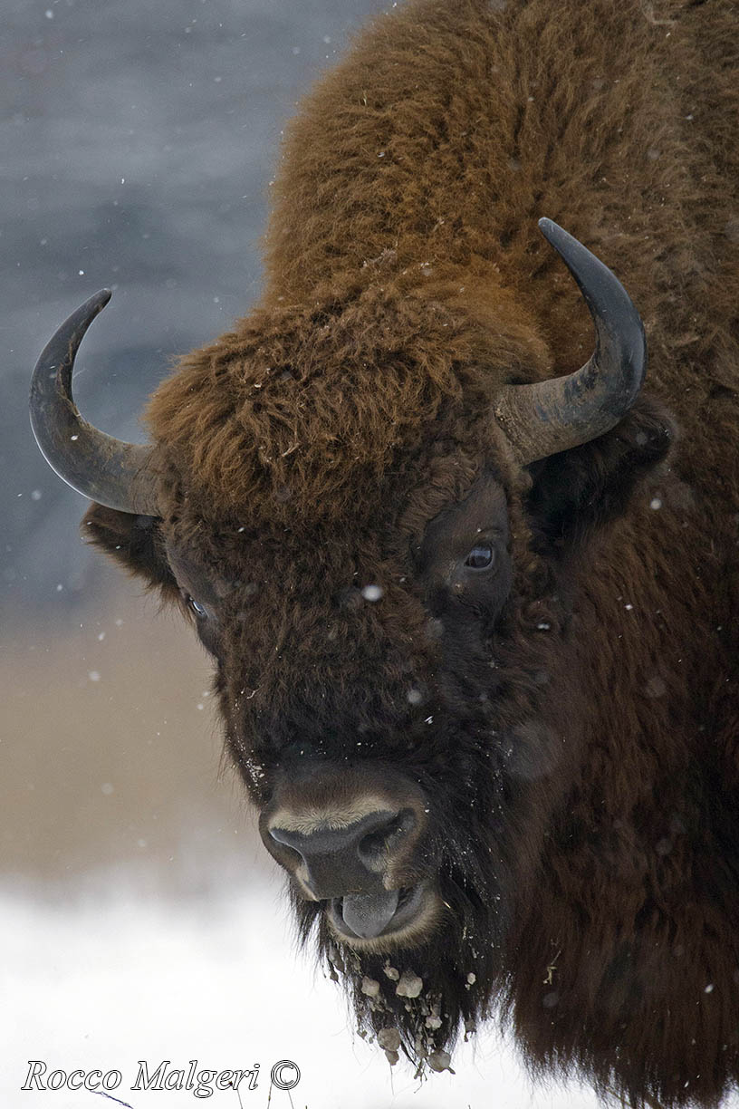 Portrait of European bison