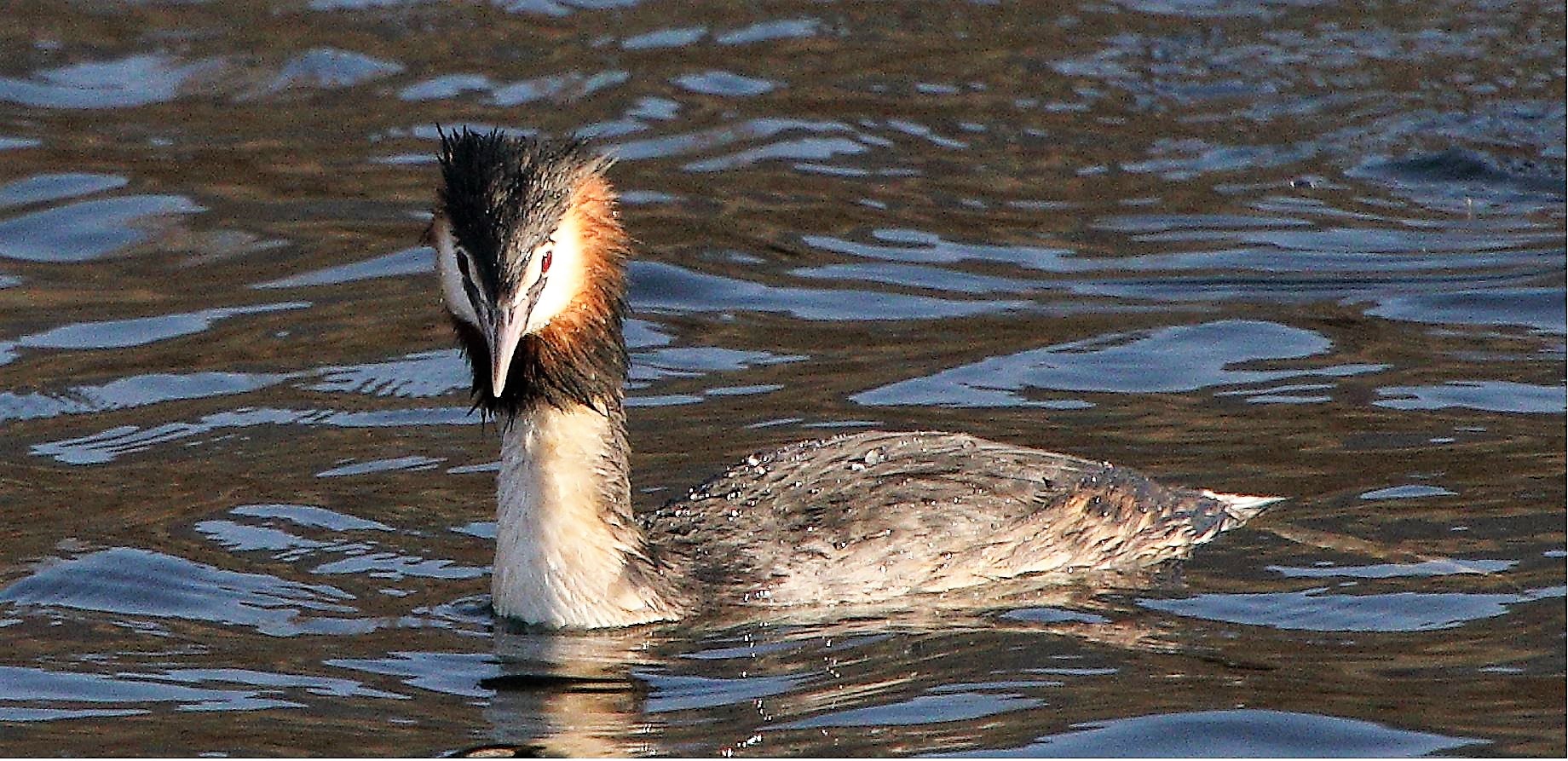 grebe 31-01-2022