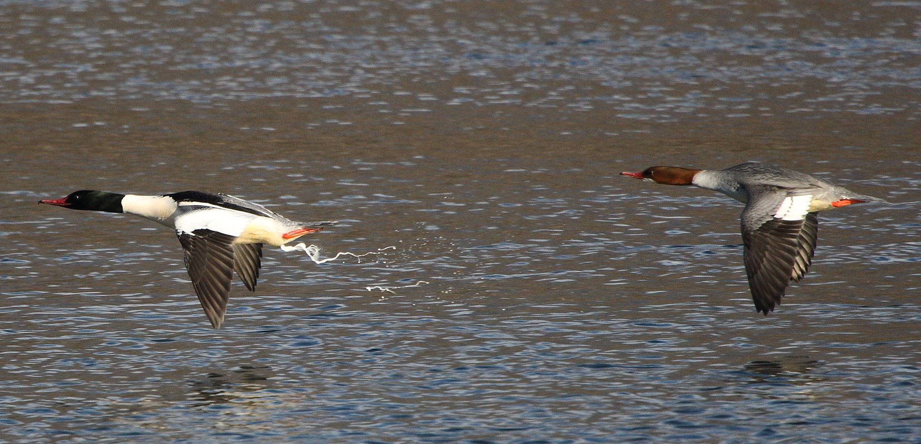 smerghi in flight 31-01-2022