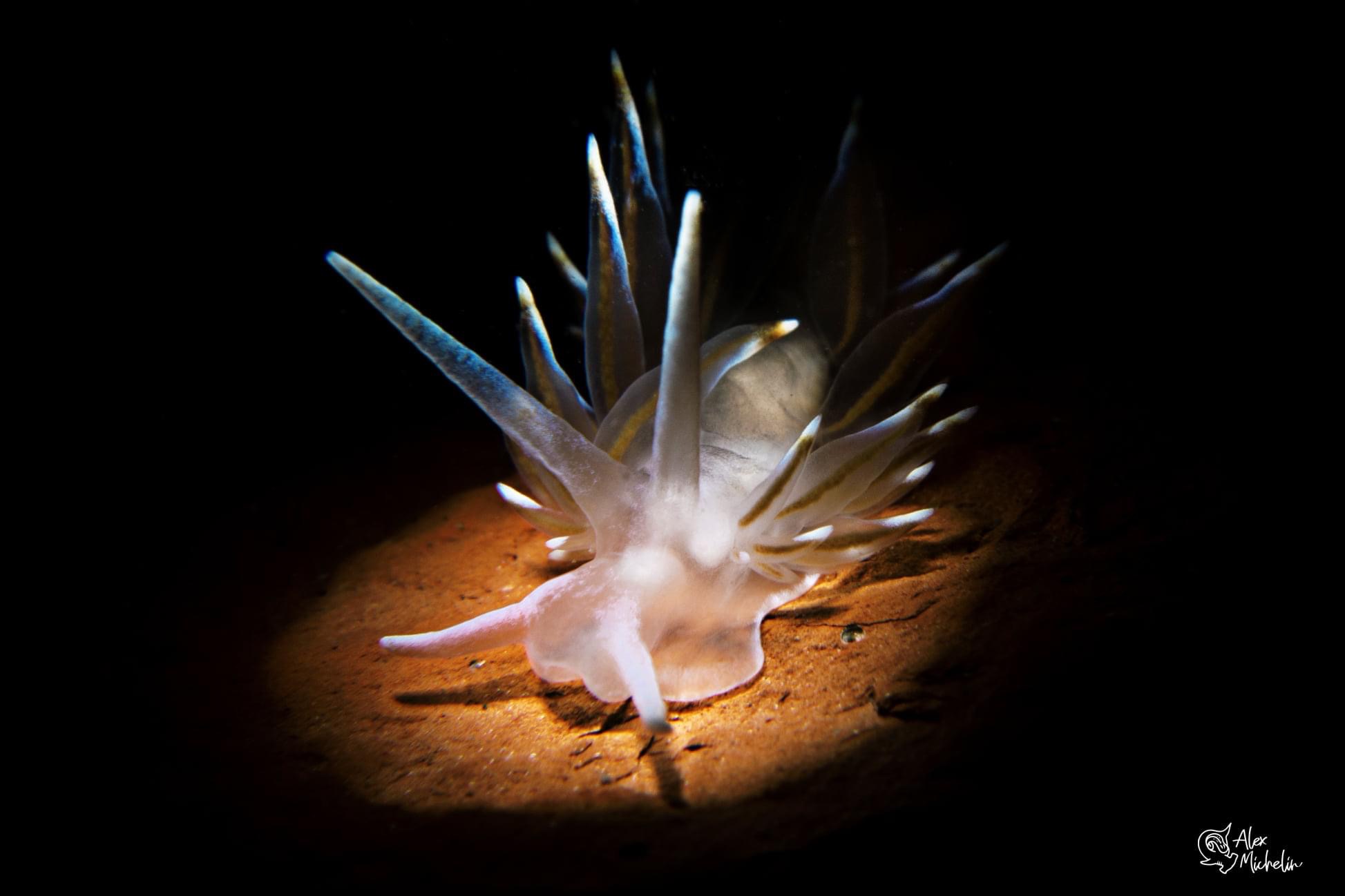 Eubranchus  tricolor