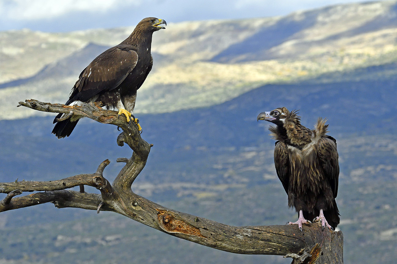 Golden eagle vs monk vulture