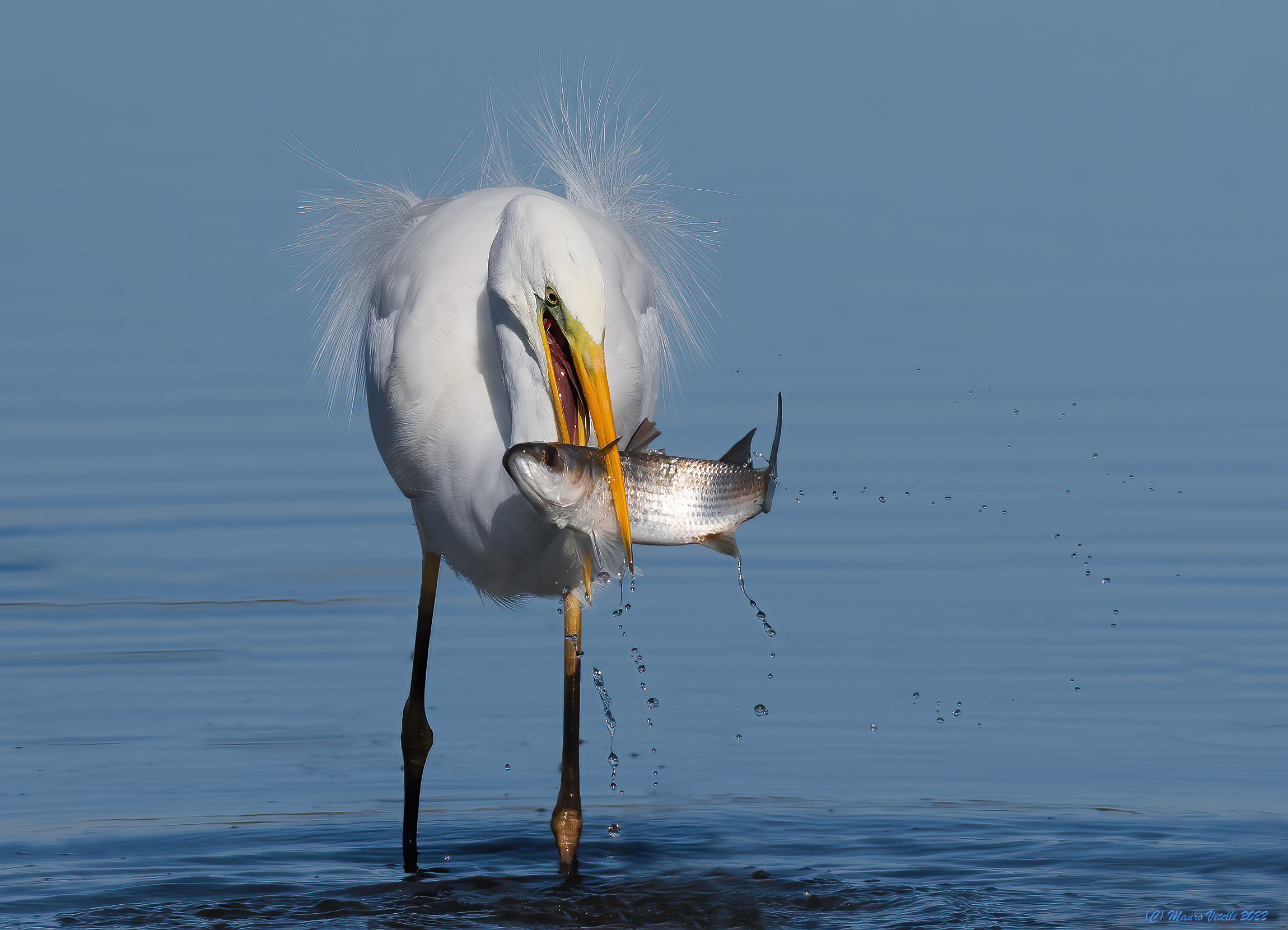 Great White Heron (Casmerodius albus)