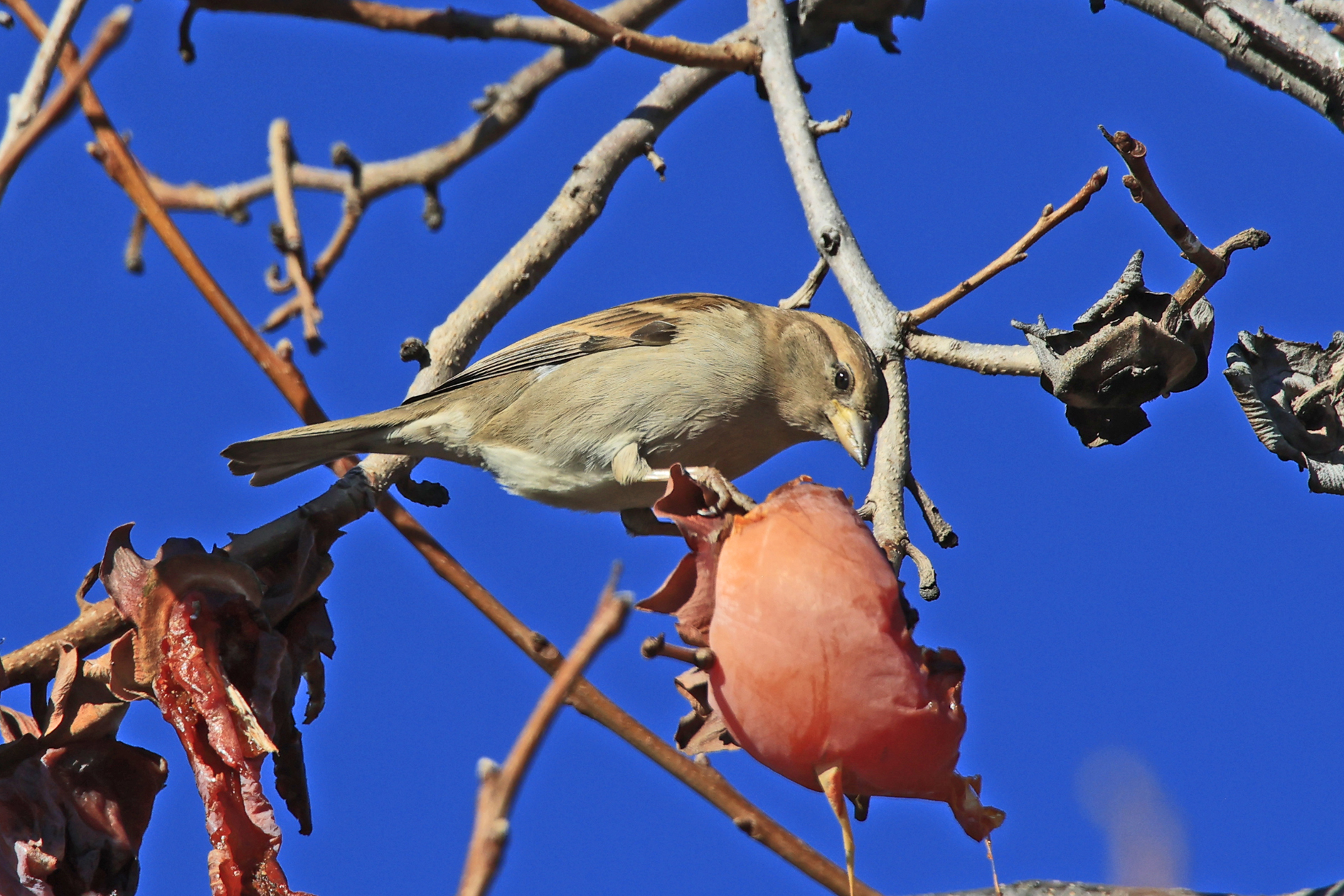 il pranzo è servito