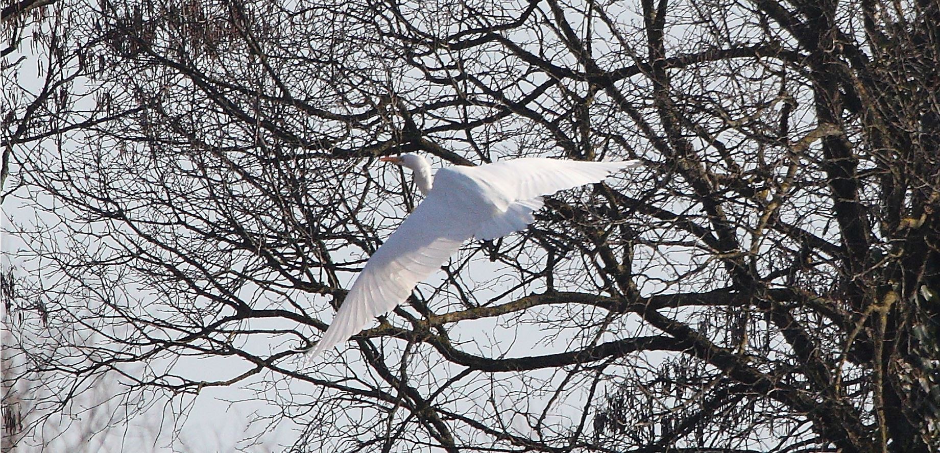 major white 31-01-2022