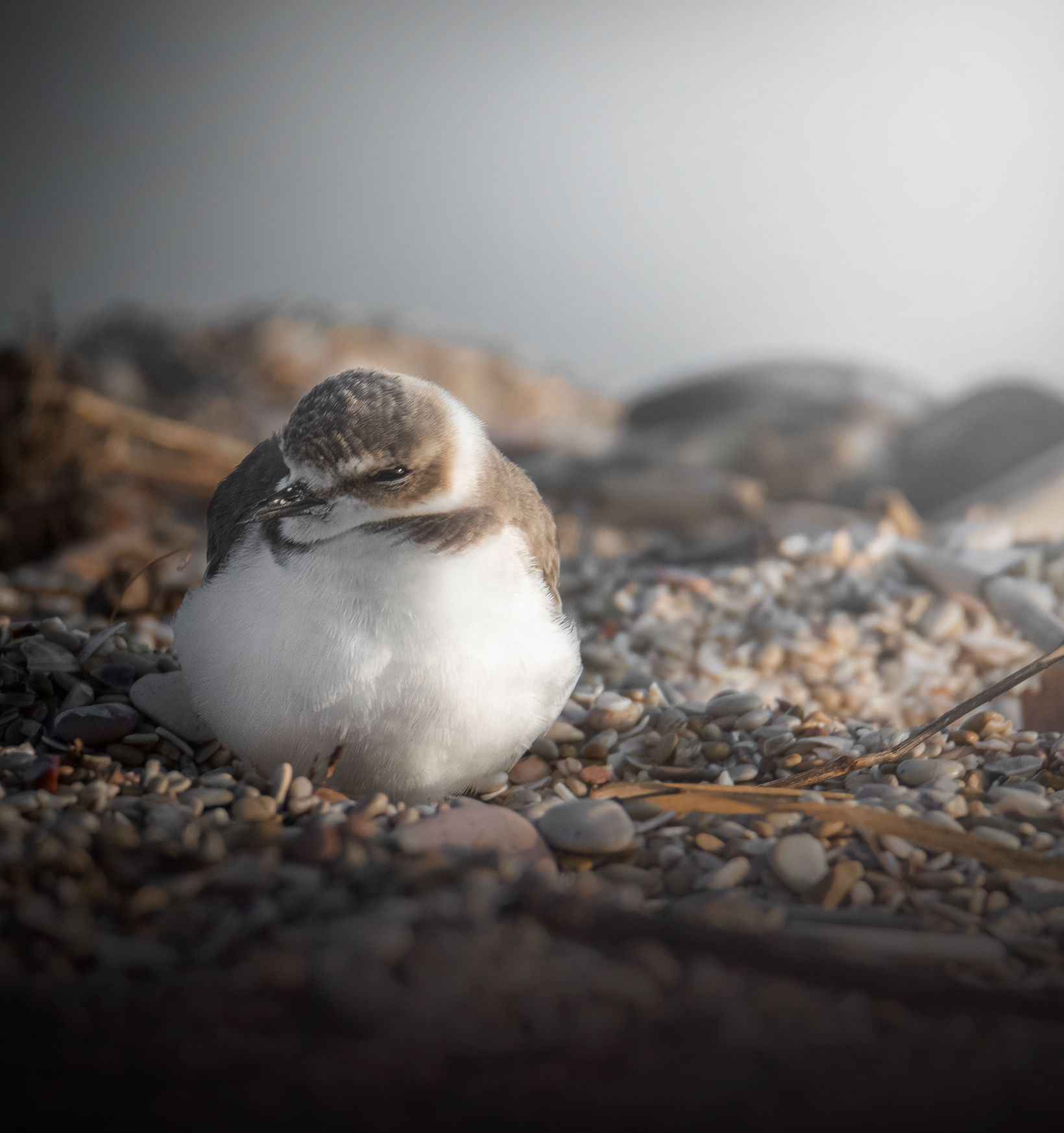 "Fluffy", Fratino euroasiatico