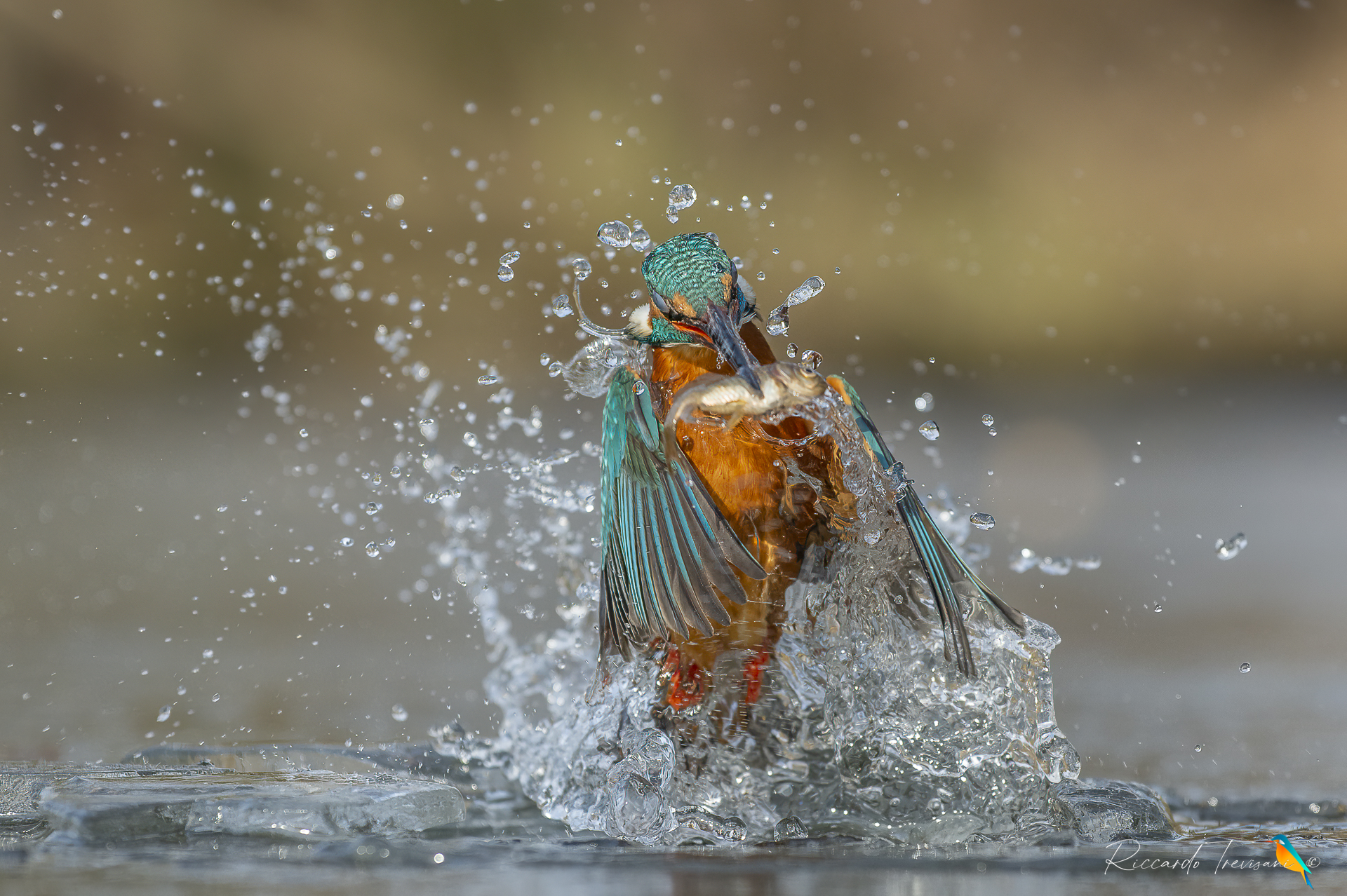 the kingfisher