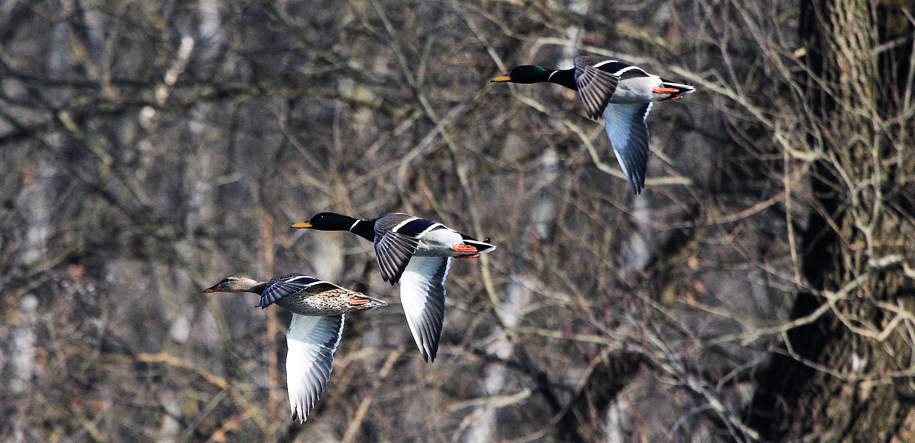 germani in flight 31-01-2022