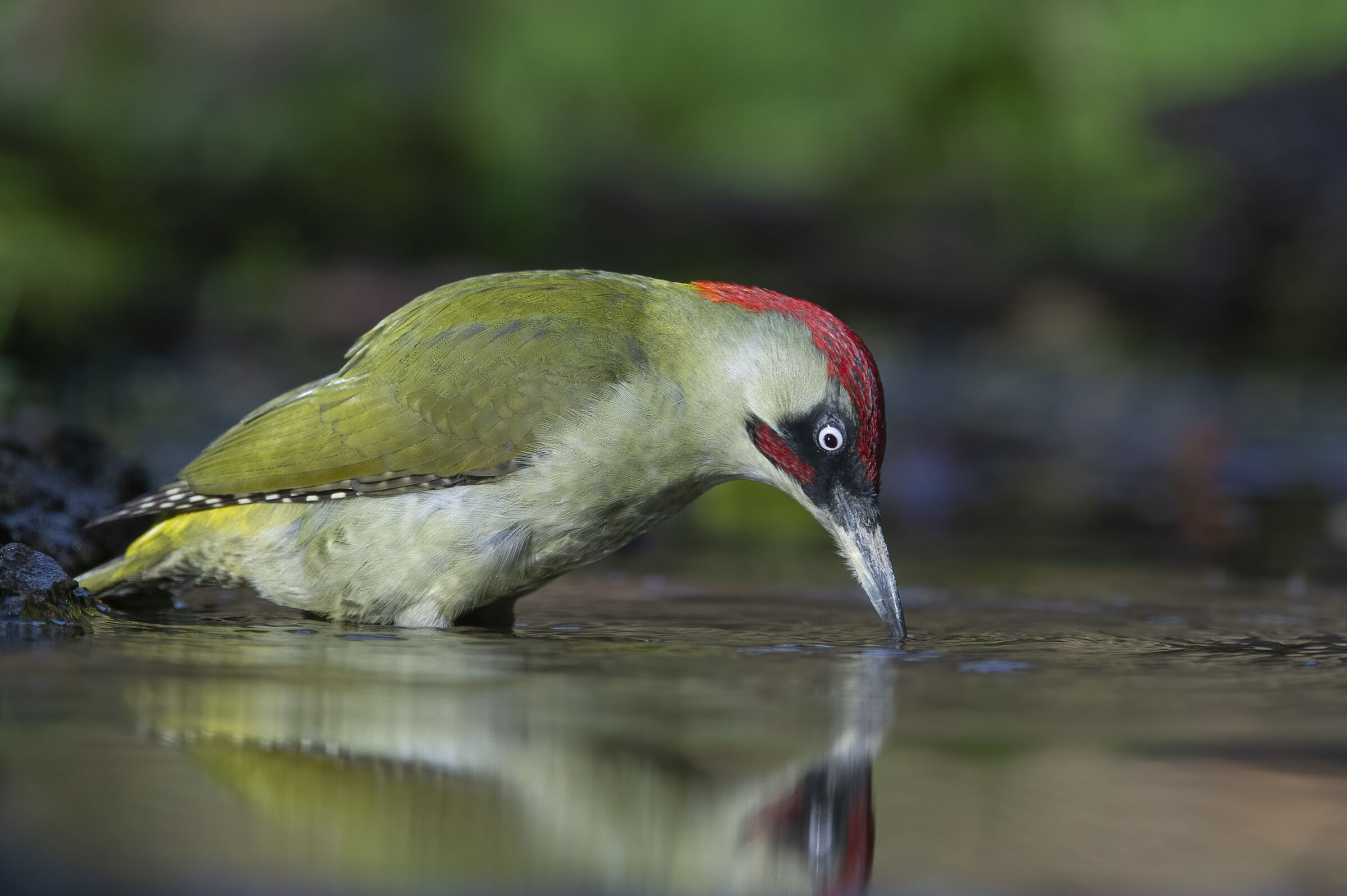 Picchio verde (Picus viridis)