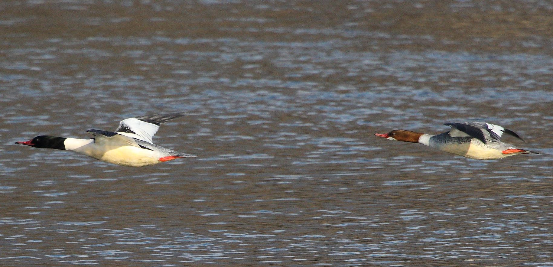 smerghi in flight 31-01-2022