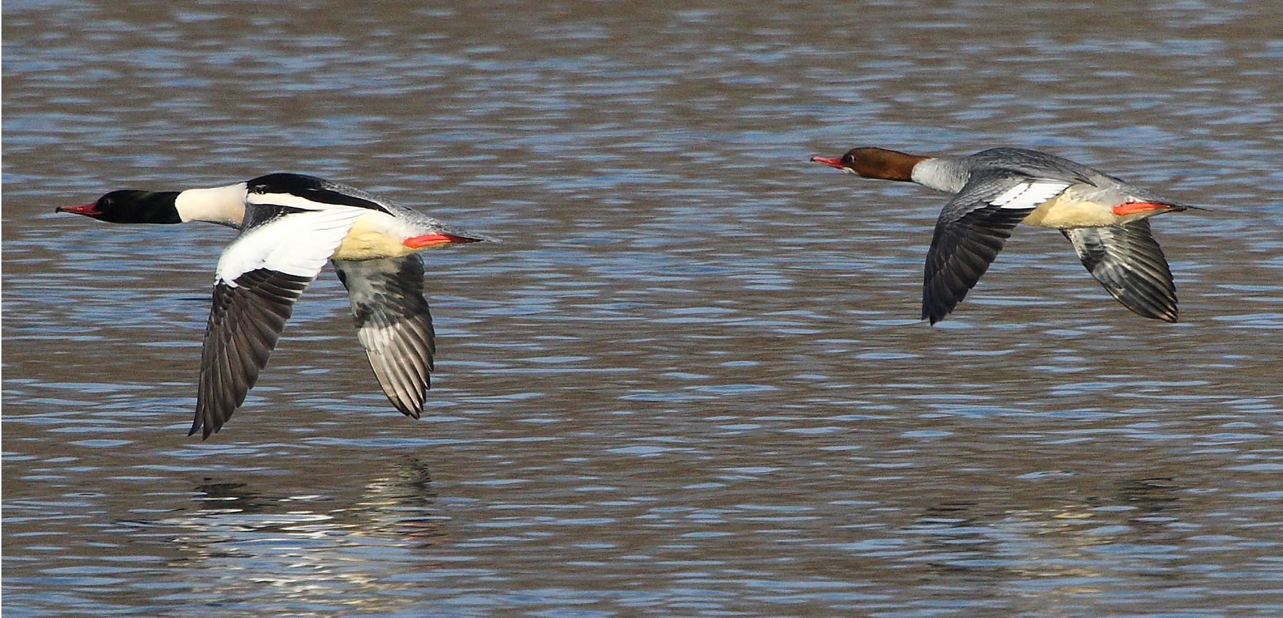 smerghi in flight 31-01-2022