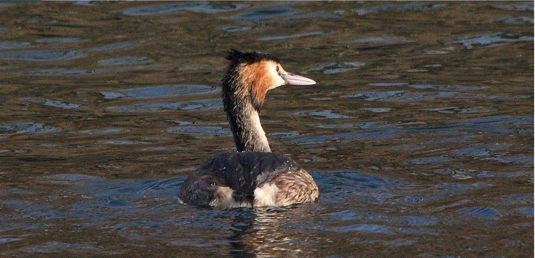 grebe 31-01-2022