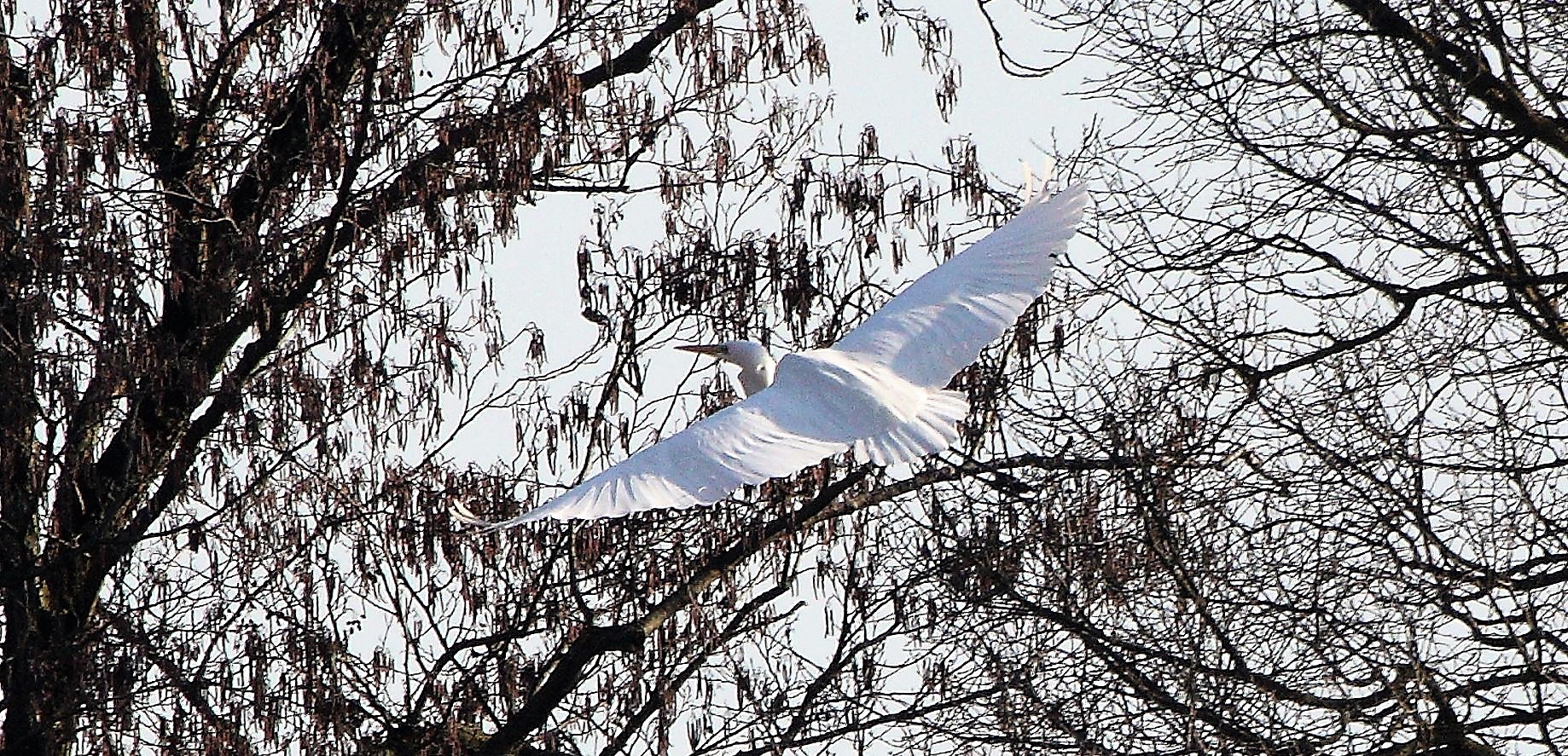 major white 31-01-2022