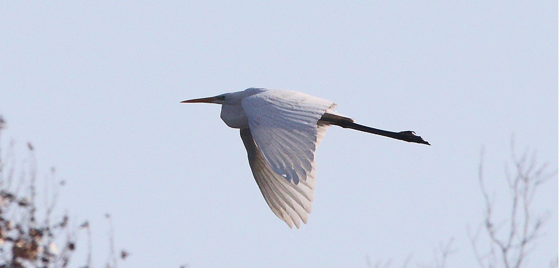 major white 31-01-2022