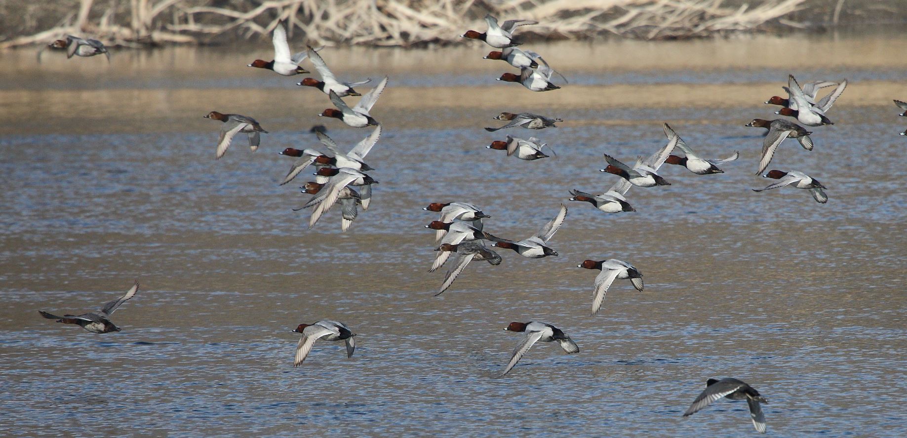 moriglioni in flight 31-01-2022
