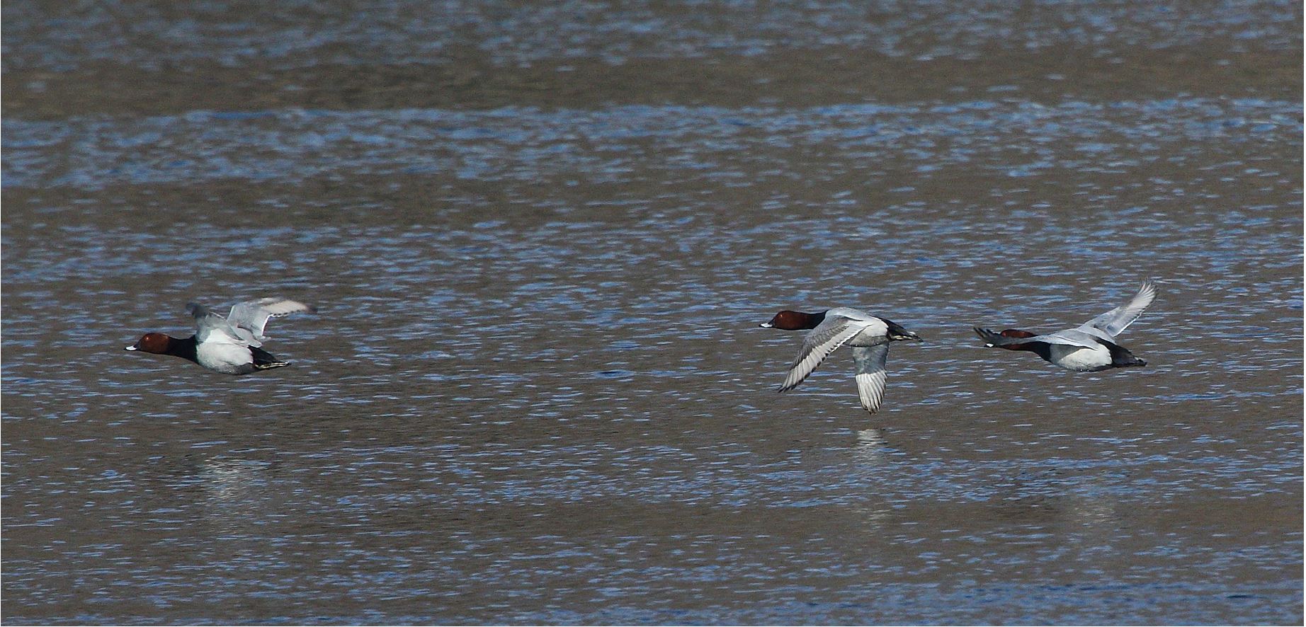 moriglioni in flight 31-01-2022