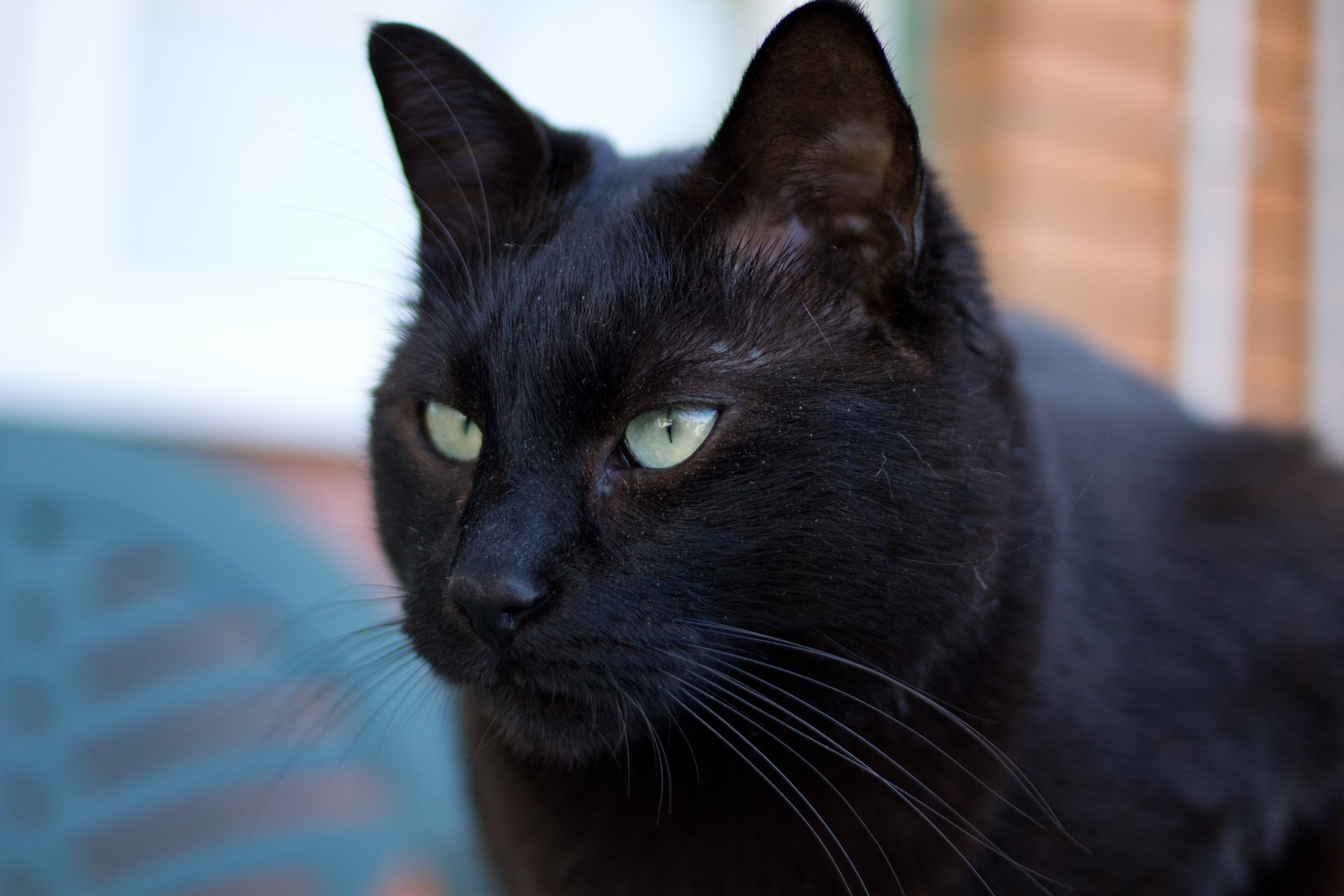 Black Cat (Chicco II)