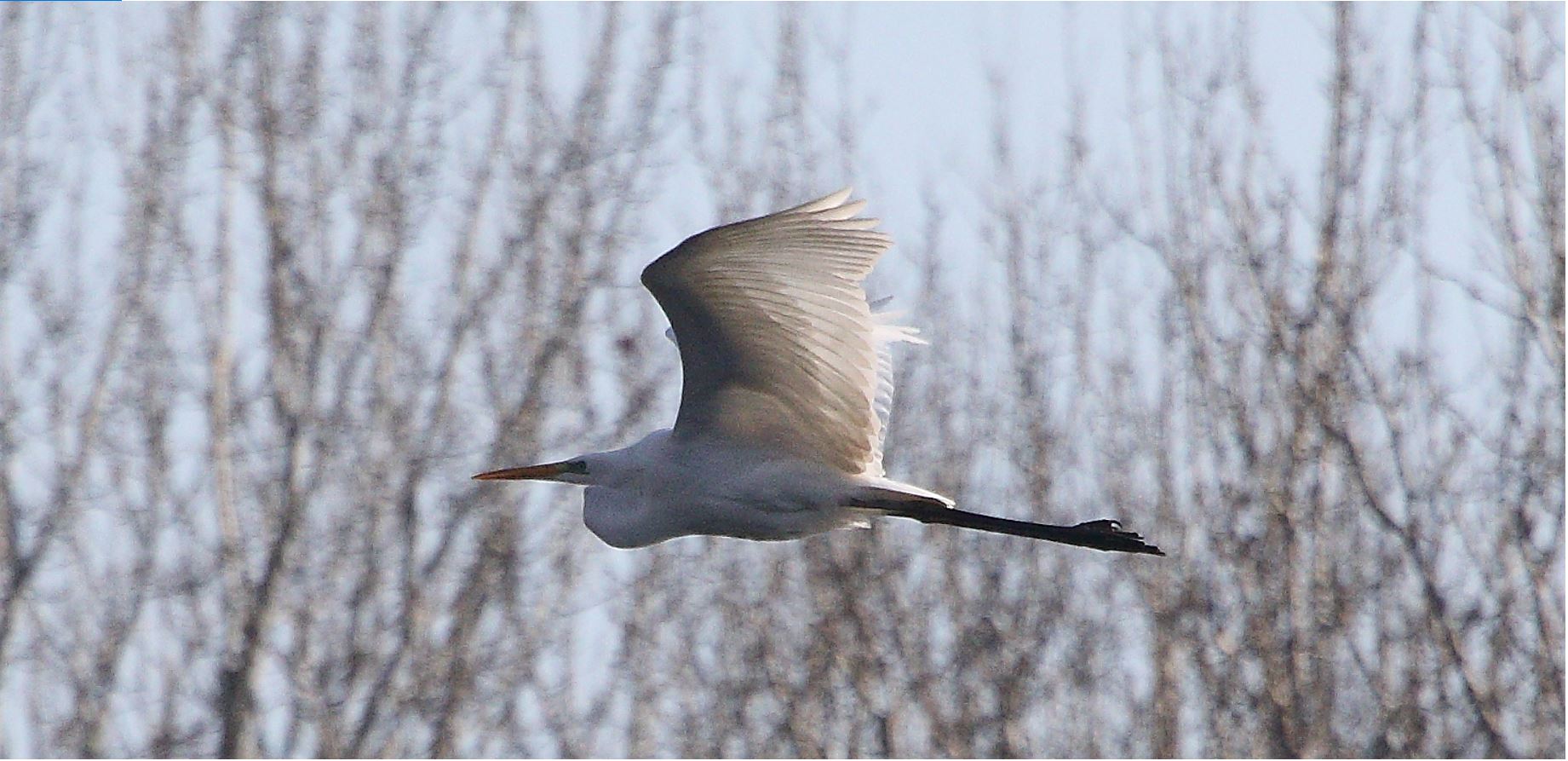 major white 31-01-2022