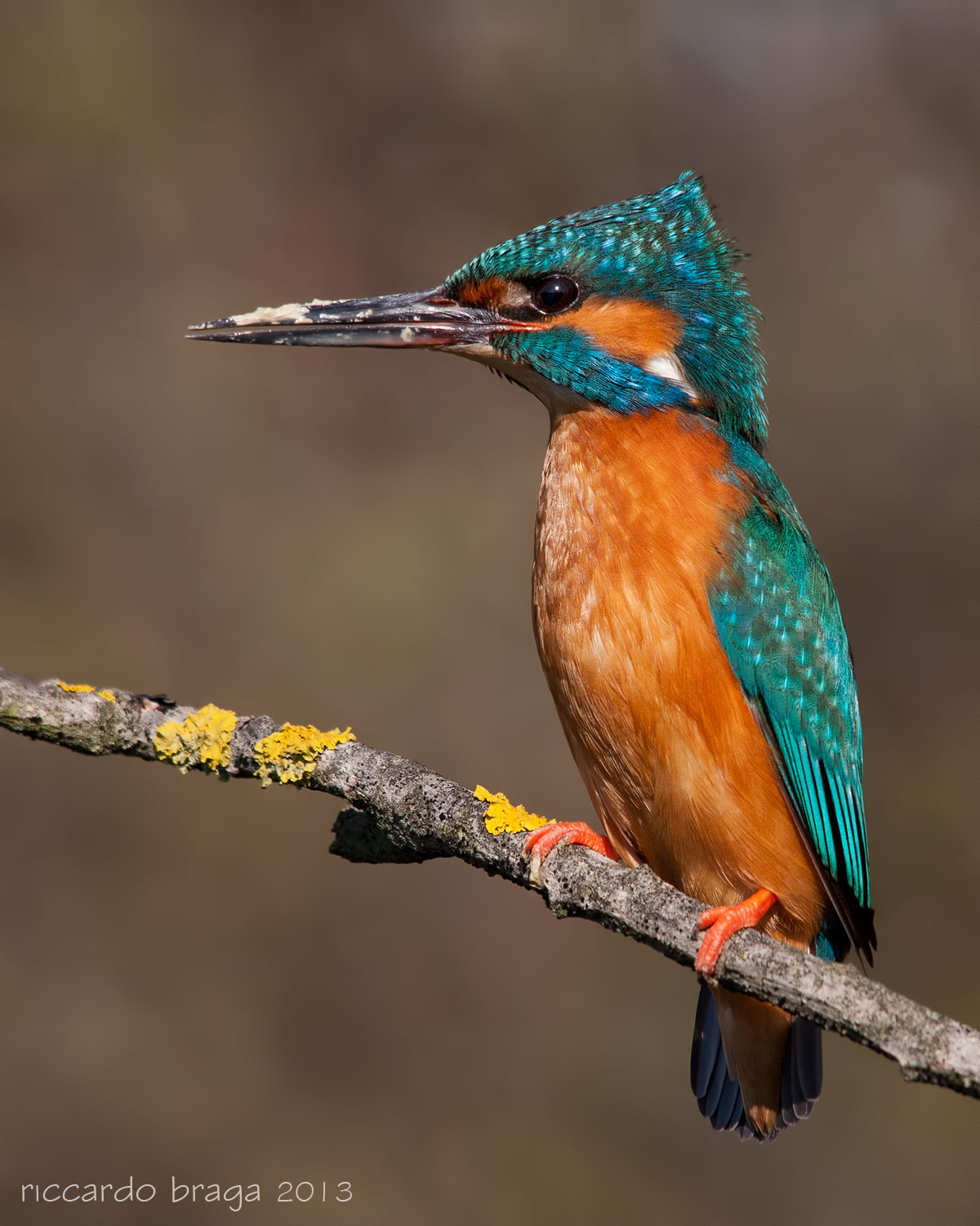 Martino con vento in poppa