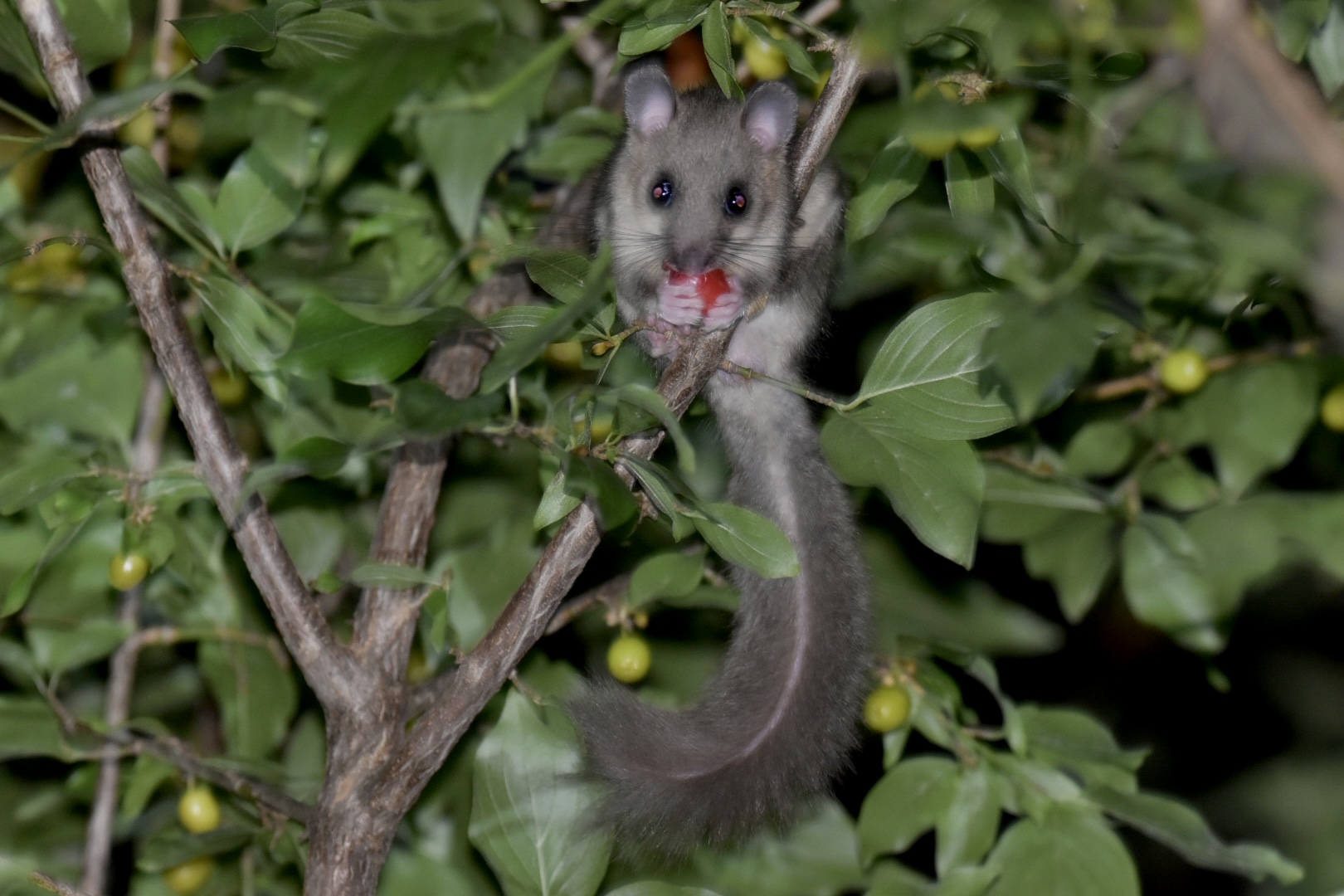 Greedy dormouse