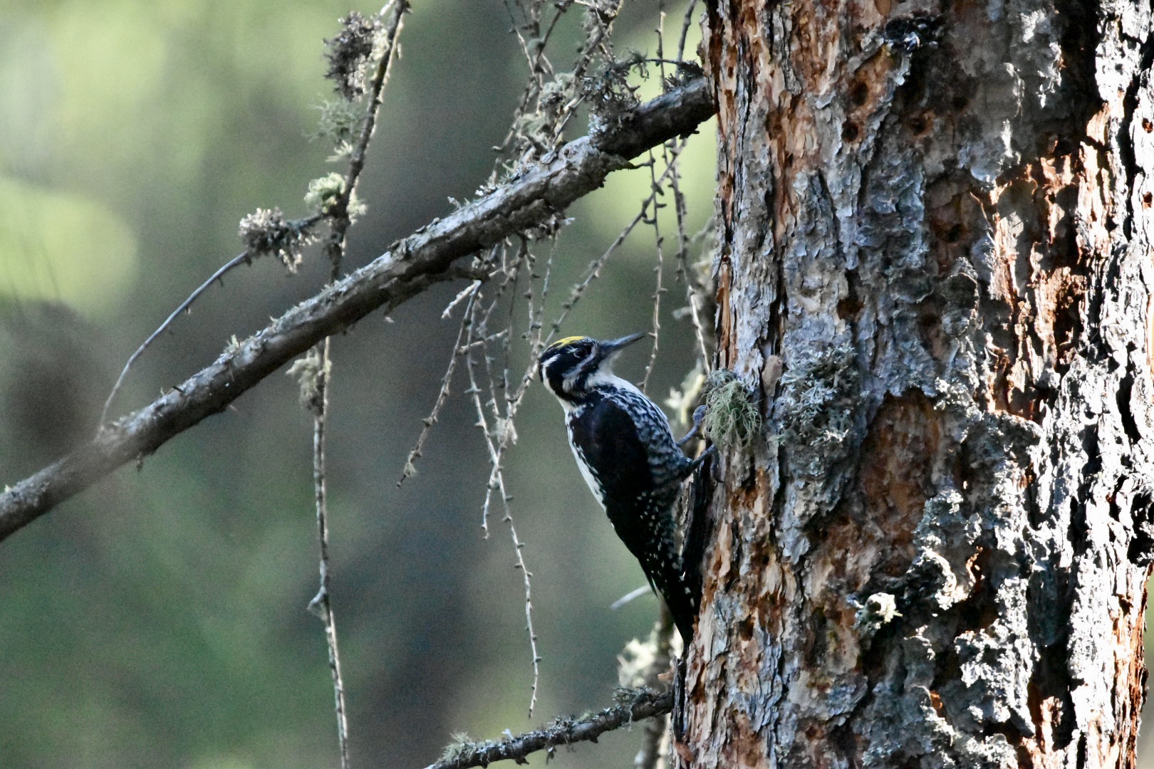 Three-toed woodpecker