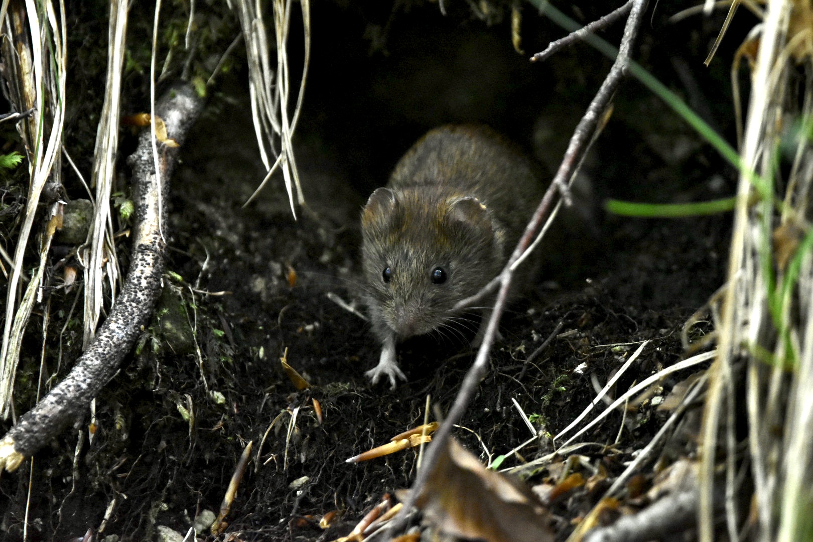Reddish vole