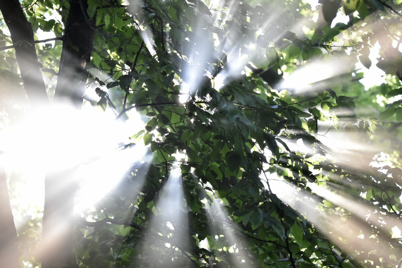Beams of light
