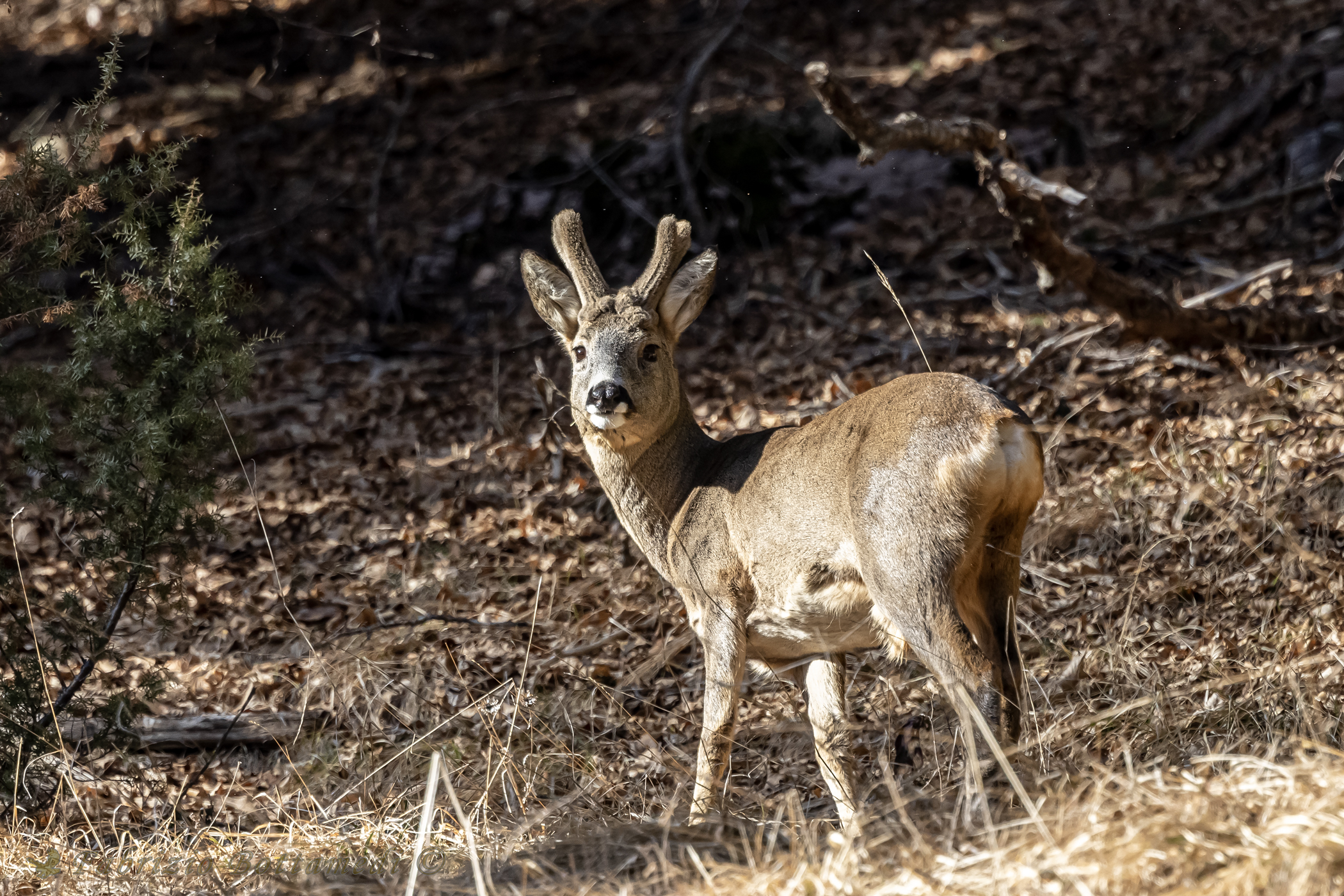 Capriolo col velluto