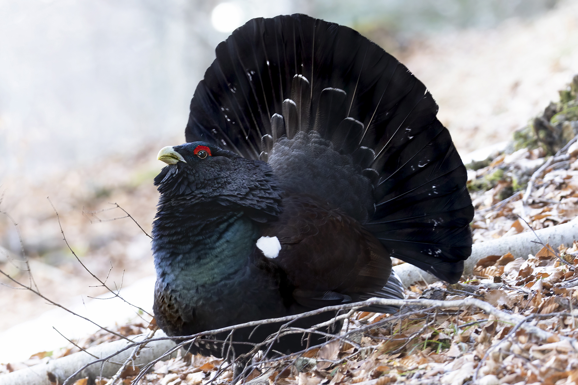 gallo cedrone gonfia le pioume