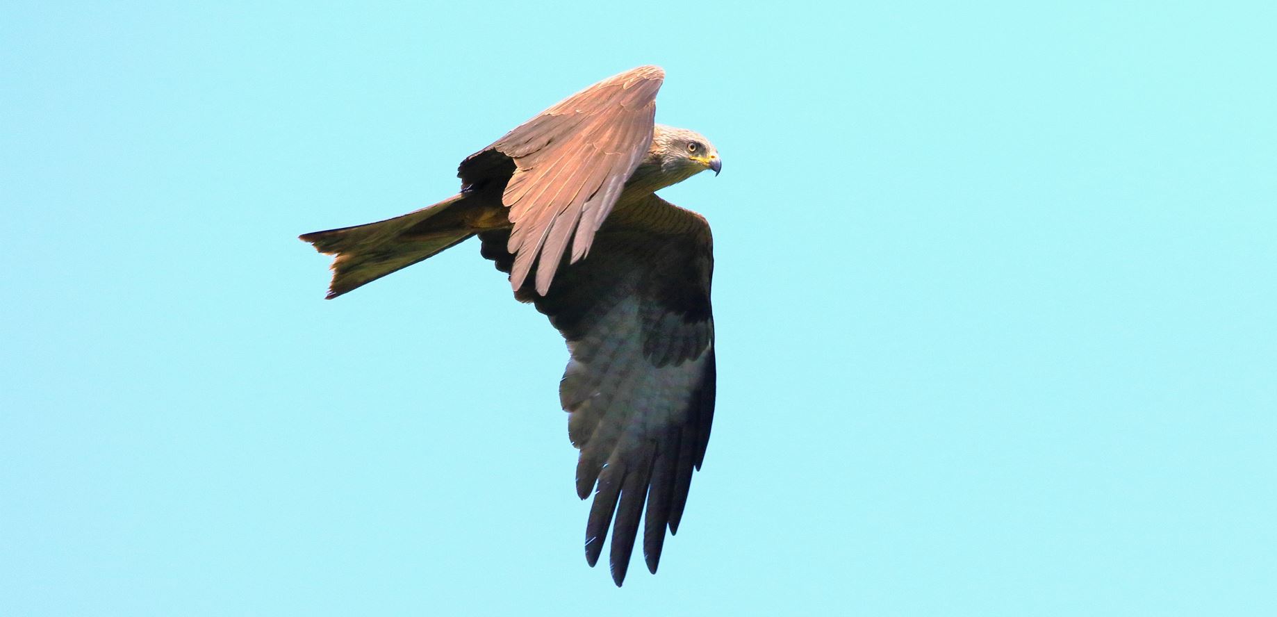 Brown kite 12-06-2021