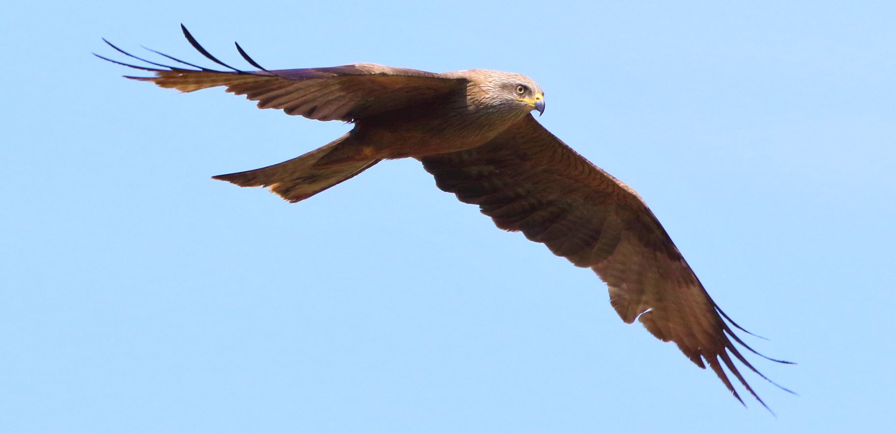 Brown kite 12-06-2021
