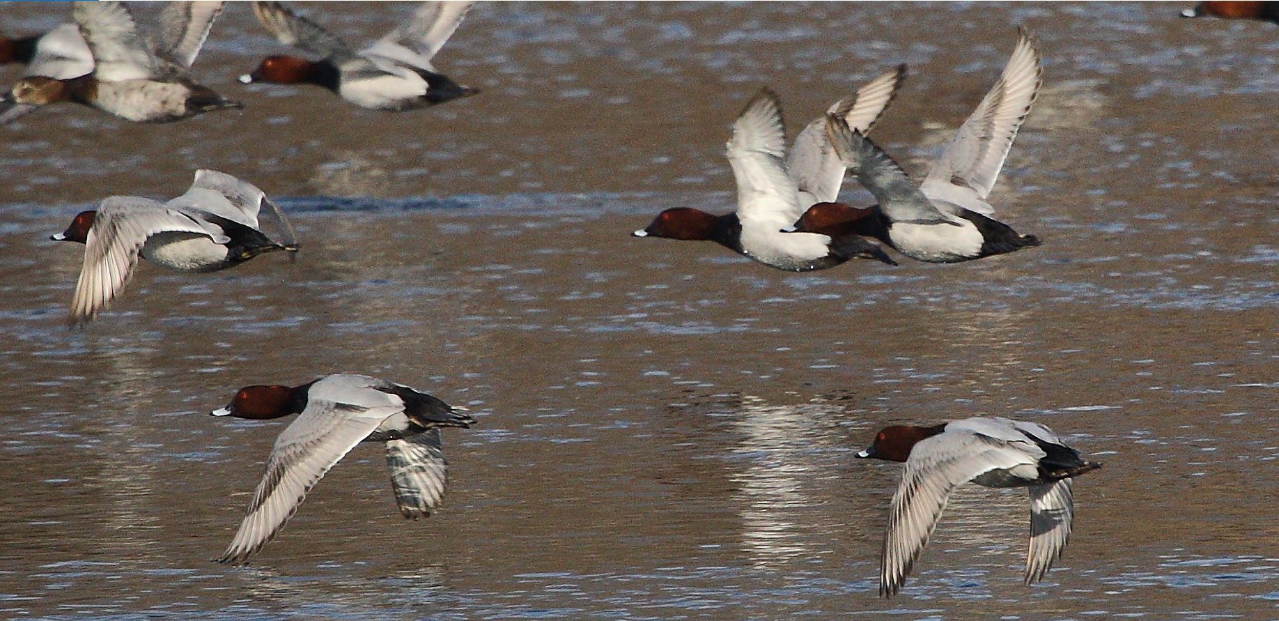 moriglioni in flight 31-01-2022