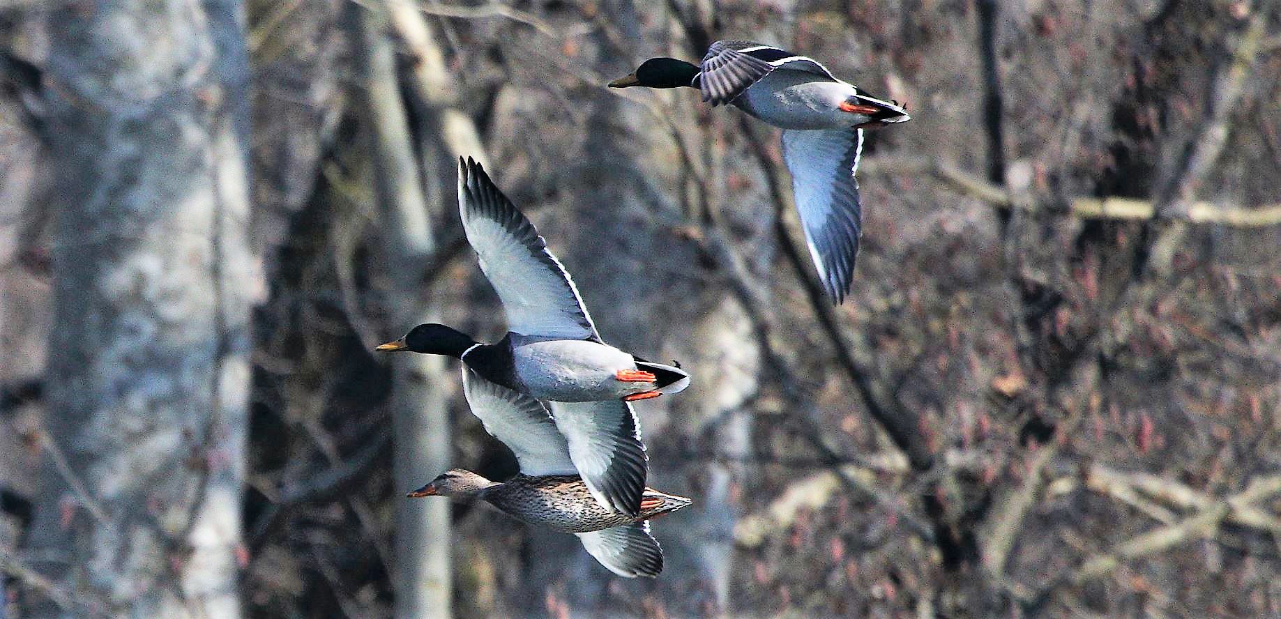 germani in flight 31-01-2022