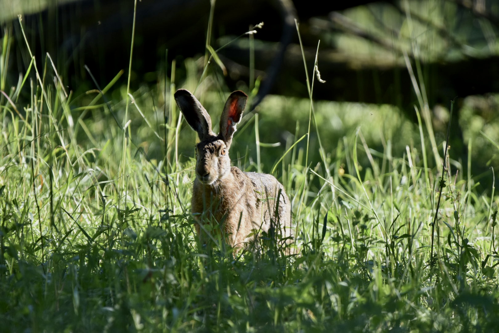 Hare