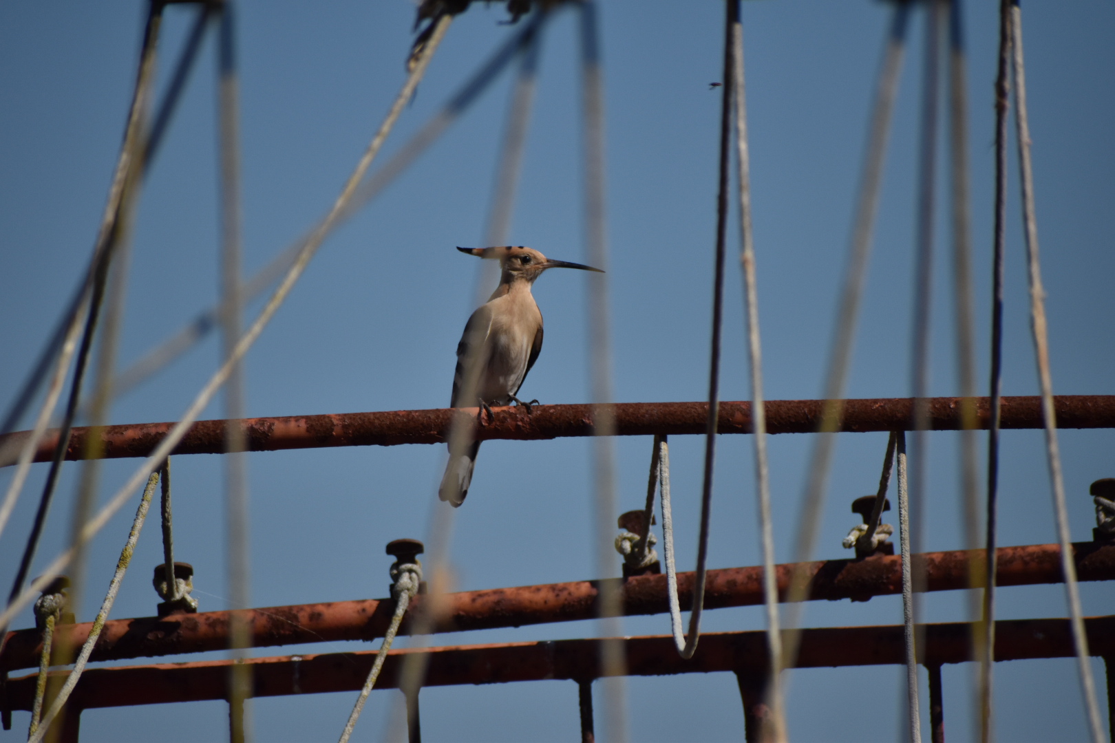 Hoopoe