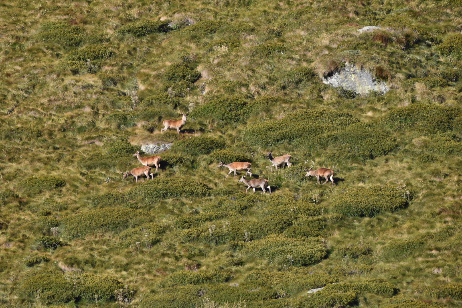 Deer