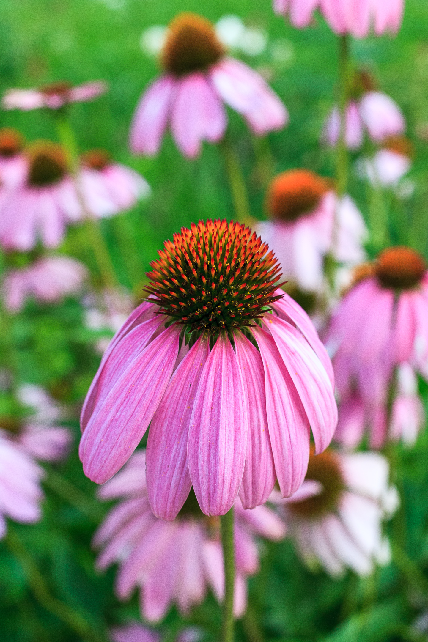 Echinacea Purpurea