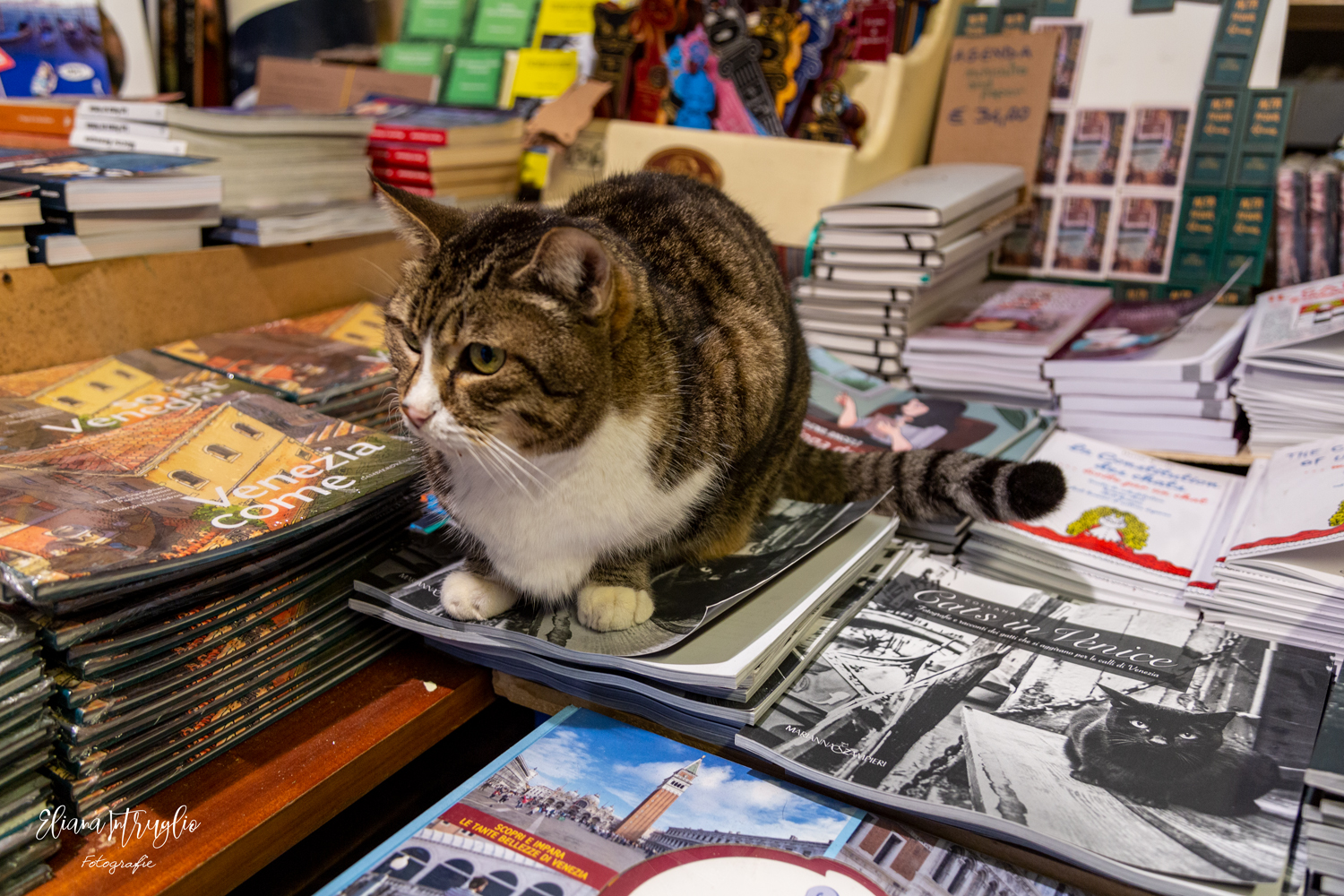 Cats (real) in Venice