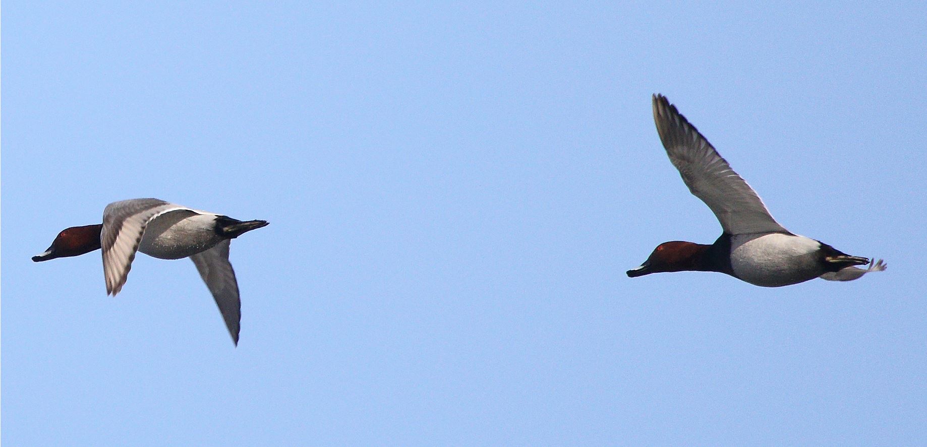 moriglioni in flight 31-01-2022