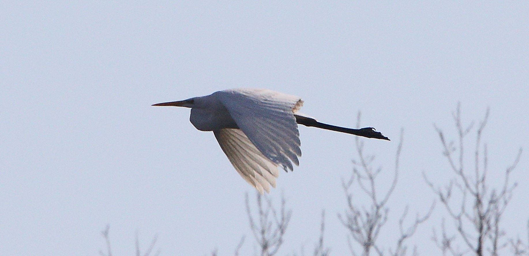 major white 31-01-2022