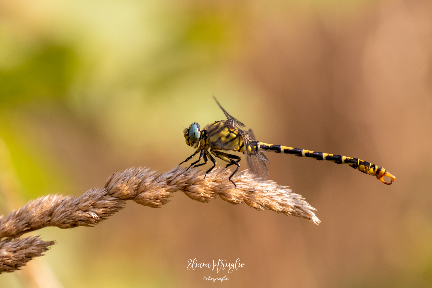 The blue-eyed prince